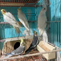 فروش. طوطی. عروس. فقط نر هستن|پرنده|نکا, |دیوار