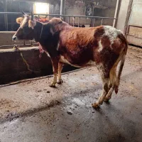 گاو تلیسه آبستن۷ماه جنگلی دودندان|حیوانات مزرعه|گلوگاه بابل (گلیا), |دیوار