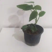 گل های آپارتمانی|گل و گیاه طبیعی|گرگان, |دیوار