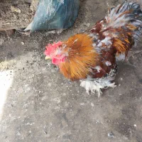 خروس تک به فروش میرسد