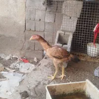 مرغ وخروس|حیوانات مزرعه|میناب, |دیوار