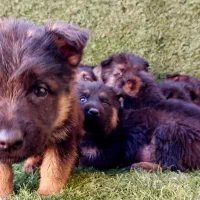 تولهای ژرمن|سگ|زیرآب, |دیوار