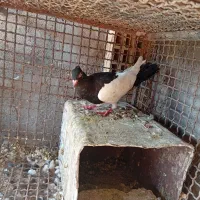 کفتر|پرنده|رفسنجان, |دیوار