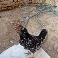 حیوانات مزرعه