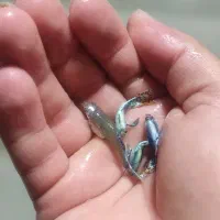 فروش ماهی گپی و آنجل