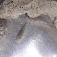 ماهی کف خار