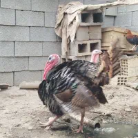 بوقلمو