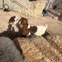 بز دورگ|حیوانات مزرعه|گرمخان, |دیوار