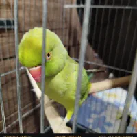 طوطی ملنگو ماده نیمه رام