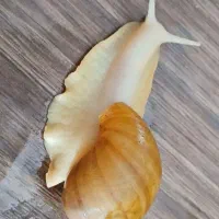 حلزون تخم گزار برای حلزون تراپی