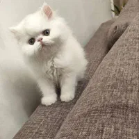 گربه اصالت دار و خالص از همه نژاد ها|گربه|قم, سراجه (۱۵ خرداد)|دیوار