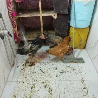 مر غ خروس دم تخم