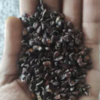 تخمه به جنگلی