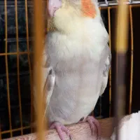 عروس هلندی دستی|پرنده|شیراز, قلعه نو|دیوار