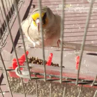 سهره کرمونی ماده جنس|پرنده|خرمدره, |دیوار