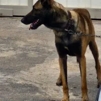 توله مالینویز|سگ|امیدیه, |دیوار