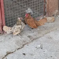 ی جفت مرغ خروس سبرایت اصیل|حیوانات مزرعه|هشتگرد, تهران دشت|دیوار