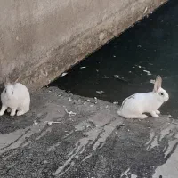 خرگوش|موش و خرگوش|تاکستان, |دیوار