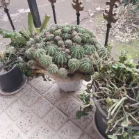 فروش گل خانگی|گل و گیاه طبیعی|رودبنه, |دیوار