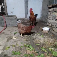 مرغ خروس