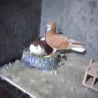 ۳جفت شیرازی خوب درشت۳۳۰۰