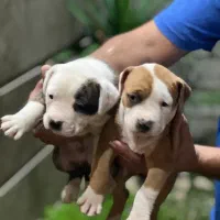 توله آمریکن پیت بول تریر