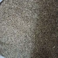زیره سبز