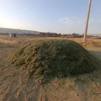 کاه یونجه