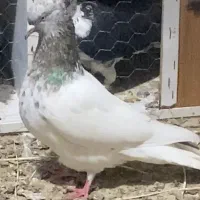 کبوتر  کله ماده معاوضه دارم