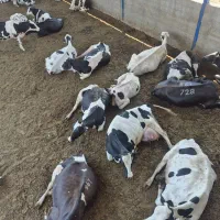 فروش گاو شیری گوساله پای کل وابستن سنگین|حیوانات مزرعه|تهران, حسن‌آباد|دیوار