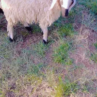 اسباب بازی بره ناقلا