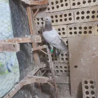 ۲تا کفتر بومب|حیوانات|مشهد, نوید|دیوار