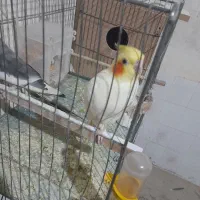 عروس هلندی مولد اهلی