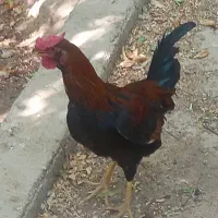 خروس گلین ۶ماهه