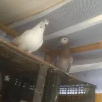 مسافتی گم شده|پرنده|لاهیجان, گلستان|دیوار