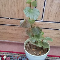 دو عدد گل نخل و عروس|گل و گیاه طبیعی|ایذه, |دیوار