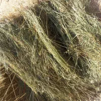 یونجه جو علف|حیوانات مزرعه|سجاس رود, |دیوار