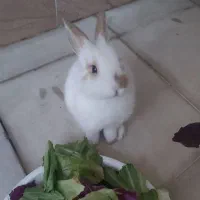 فروش خرگوش یک و نیم