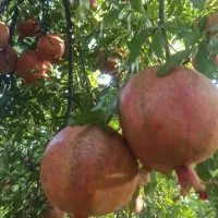 فروش انار محلی پوست نازک و صادراتی|خوردنی و آشامیدنی|شیراز, قصرالدشت|دیوار