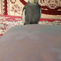 عروس هلندی گم شده|حیوانات|کازرون, |دیوار