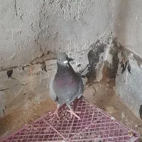 کفتر پرشی|پرنده|قم, حکمت شمالی|دیوار