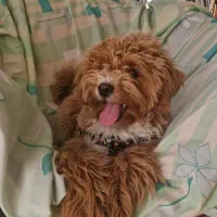 سگ از نژاد پودل