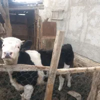 گوساله|حیوانات مزرعه|آق قلا, |دیوار