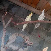 عروس هلندی و مرغ عشق