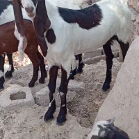 بز پاکستانی