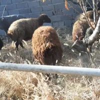 بز بزغاله گوسفند بره|حیوانات مزرعه|هشتگرد, ایقربلاغ|دیوار