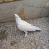 پرنده|پرنده|تفت, |دیوار
