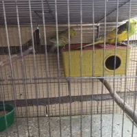 فروش جفت با تخم مرغ عشق نر دورگ انگلیسی درشت|پرنده|سیرجان, |دیوار