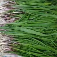 فروش پرموسیر و کنگر