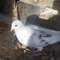 دوکت .پلاکی. طوقی